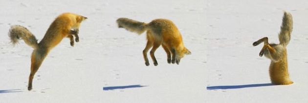 Лисица – рыжая плутовка: что мы знаем о ней?
