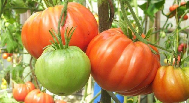 Сахаристый, крупный, имеет множество достоинств, одним словом, супер томат