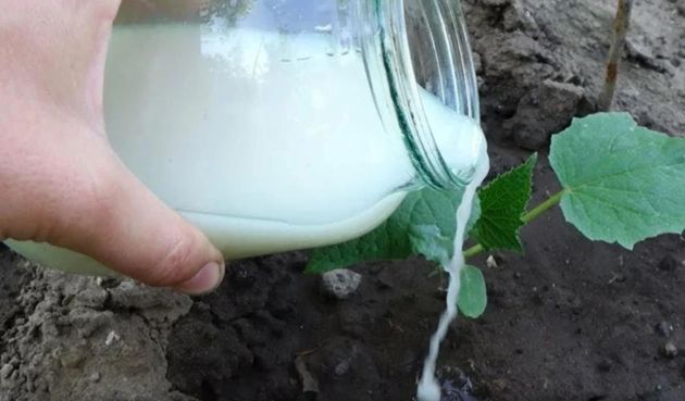 Молочная подкормка для хорошего урожая огурцов на зависть соседям. Правильный рецепт подкормки