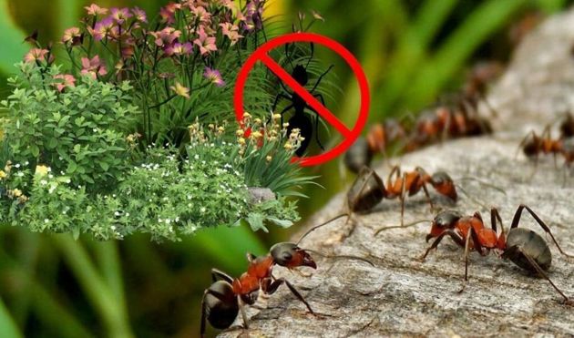 Эффективные народные средства, как избавиться от муравьёв на деревьях и в теплице