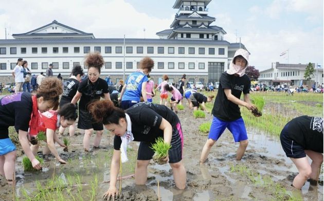 10 удивительных картин на рисовых полях Японии, которые вам стоит увидеть!