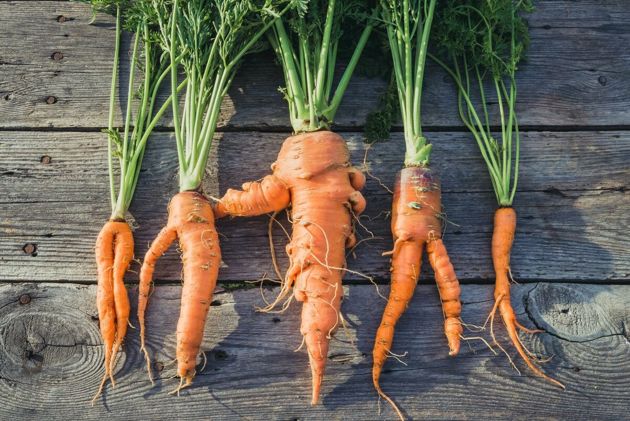 4 весенних ошибки, из-за которых морковь вырастет кривая и скрученная