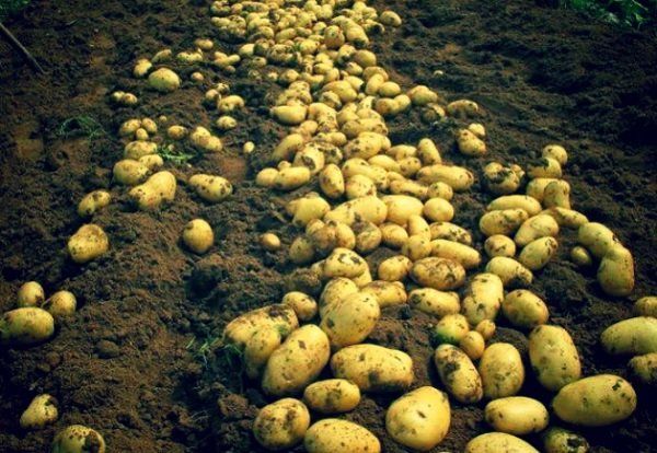 Картофель завалит урожаем: секрет в правильной обработке и посадке под картон без перекопки