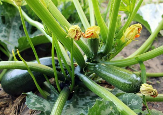 Чем подкормить кабачки в июле для обильного урожая