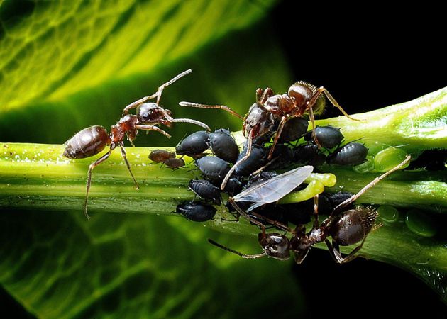 Как быстро и эффективно избавится от муравьев в саду или на дачном участке