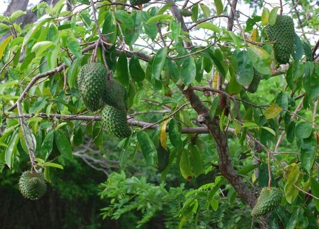 Аннона или Сметанное яблоко: одно из самых ценных плодовых деревьев тропиков