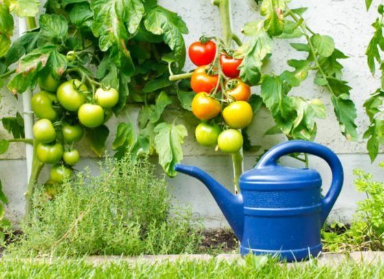 Не допускайте этих ошибок в поливе томатов, чтобы не остаться без хорошего урожая