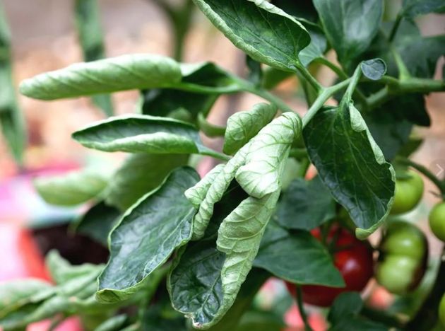 5 досадных причин, из-за которых томаты скручивают листья и могут дать скудный урожай