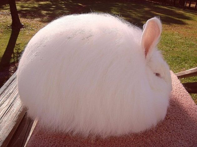Ангорский кролик — самый пушистый в мире