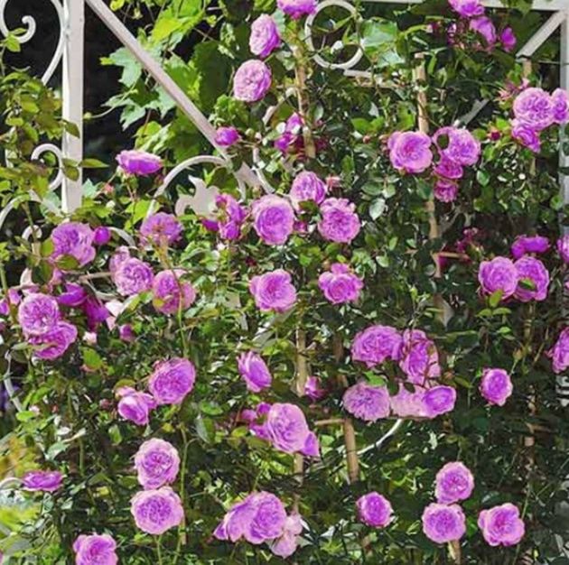Плетистые розы: посадка и уход в открытом грунте