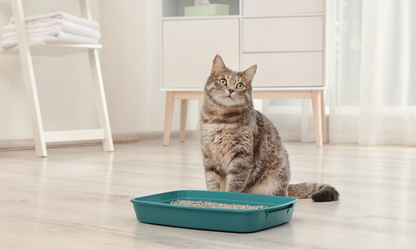 Приучить кота к человеческому туалету. Наполнитель для кошачьего туалета. Кэт литтер. Кошка ходит мимо лотка. Coconut kitty litter.