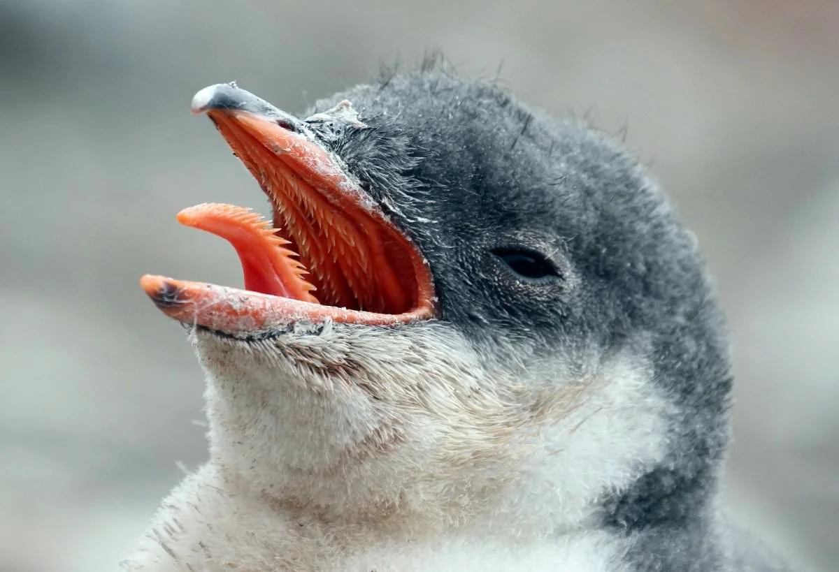 Короткая пасть. Зубы пингвина. Клюв пингвина.