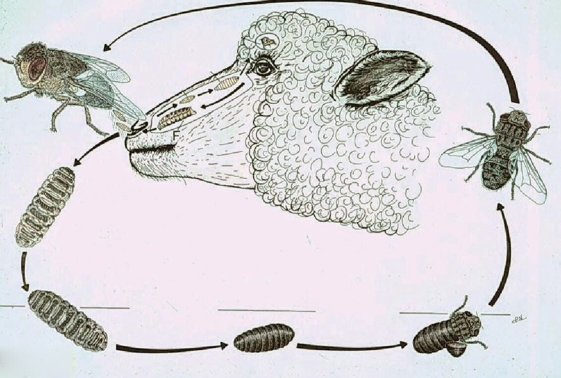 Как понимать муху. Эстроз овец жизненный цикл. Эстроз овец цикл развития. Эстроз овец личинка Овод. Эстроз овец паразитология.