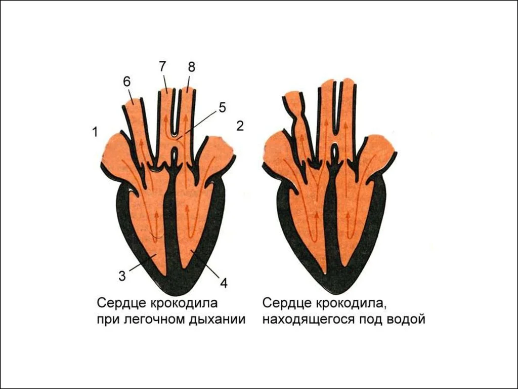 Схема строения сердца пресмыкающихся