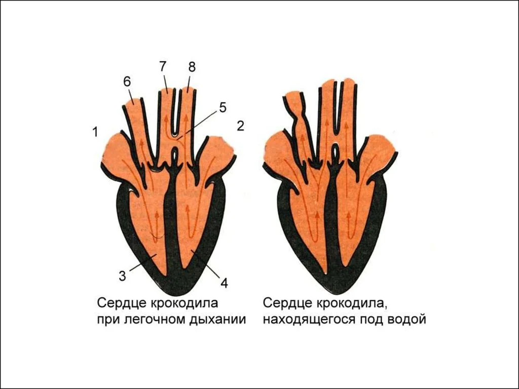 Камеры сердца у рептилий