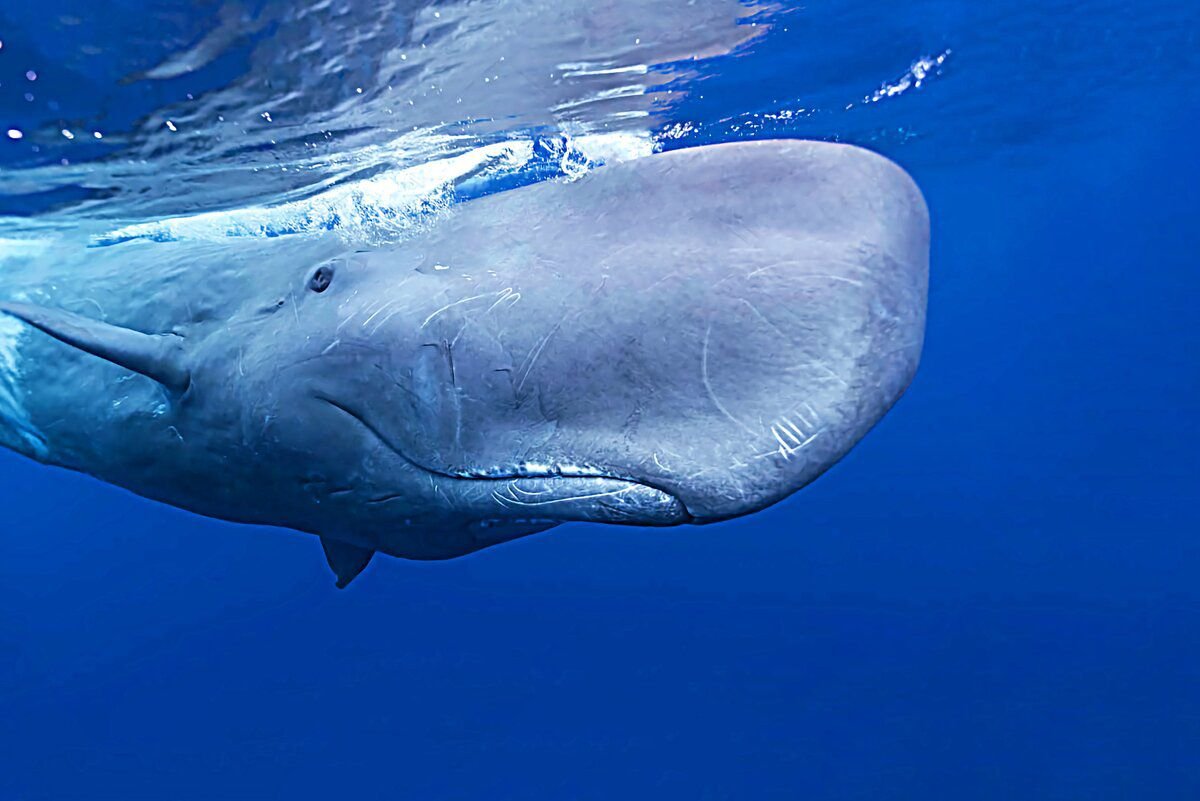 Кашалот это зубатый кит