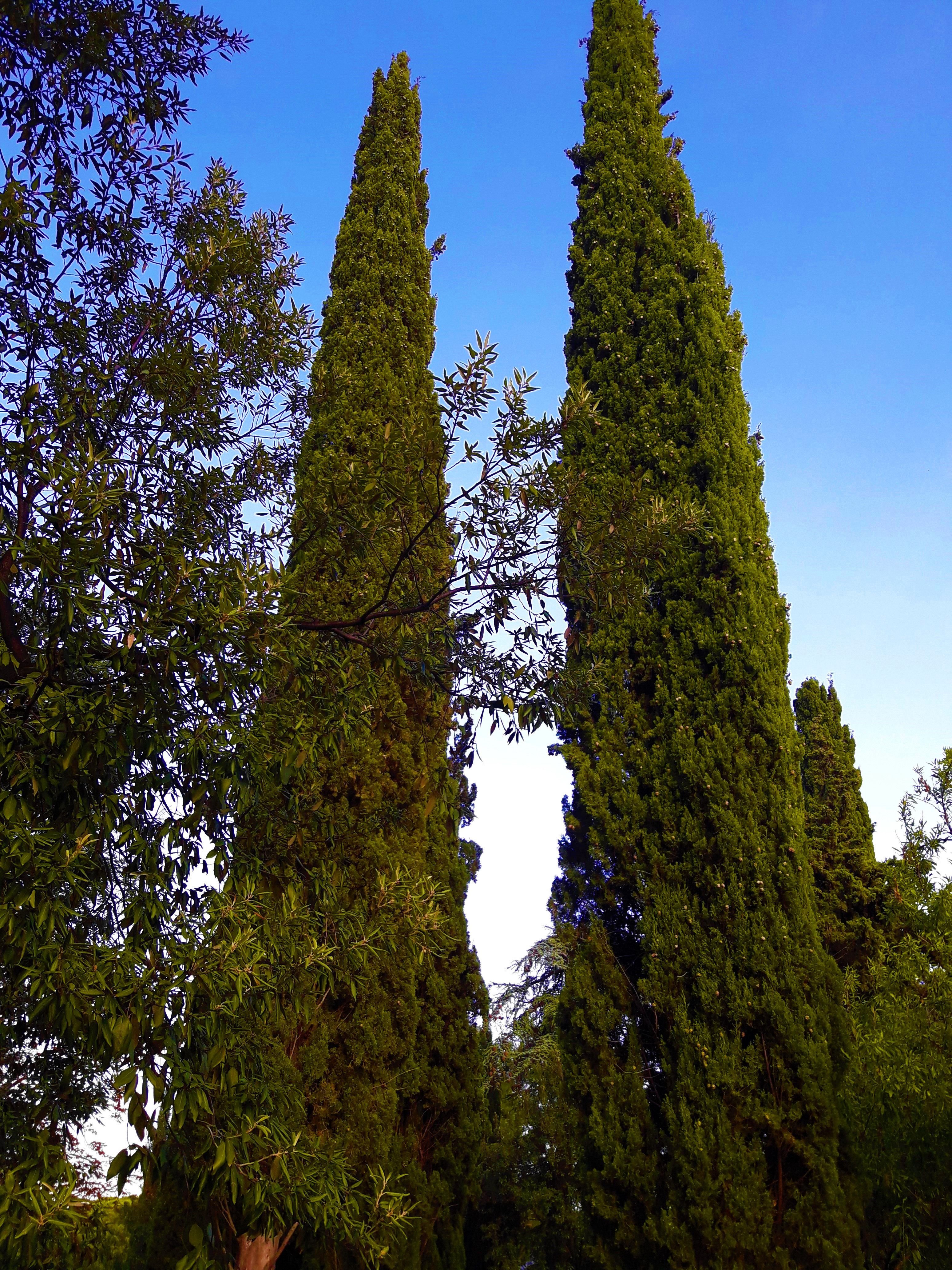 Деревья Крыма Кипарис