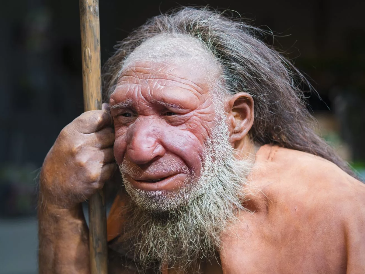 Неандерталец это. Homo Neanderthalensis. Неандерталец (homo Neanderthalensis) череп. Денисовский человек денисовцы.