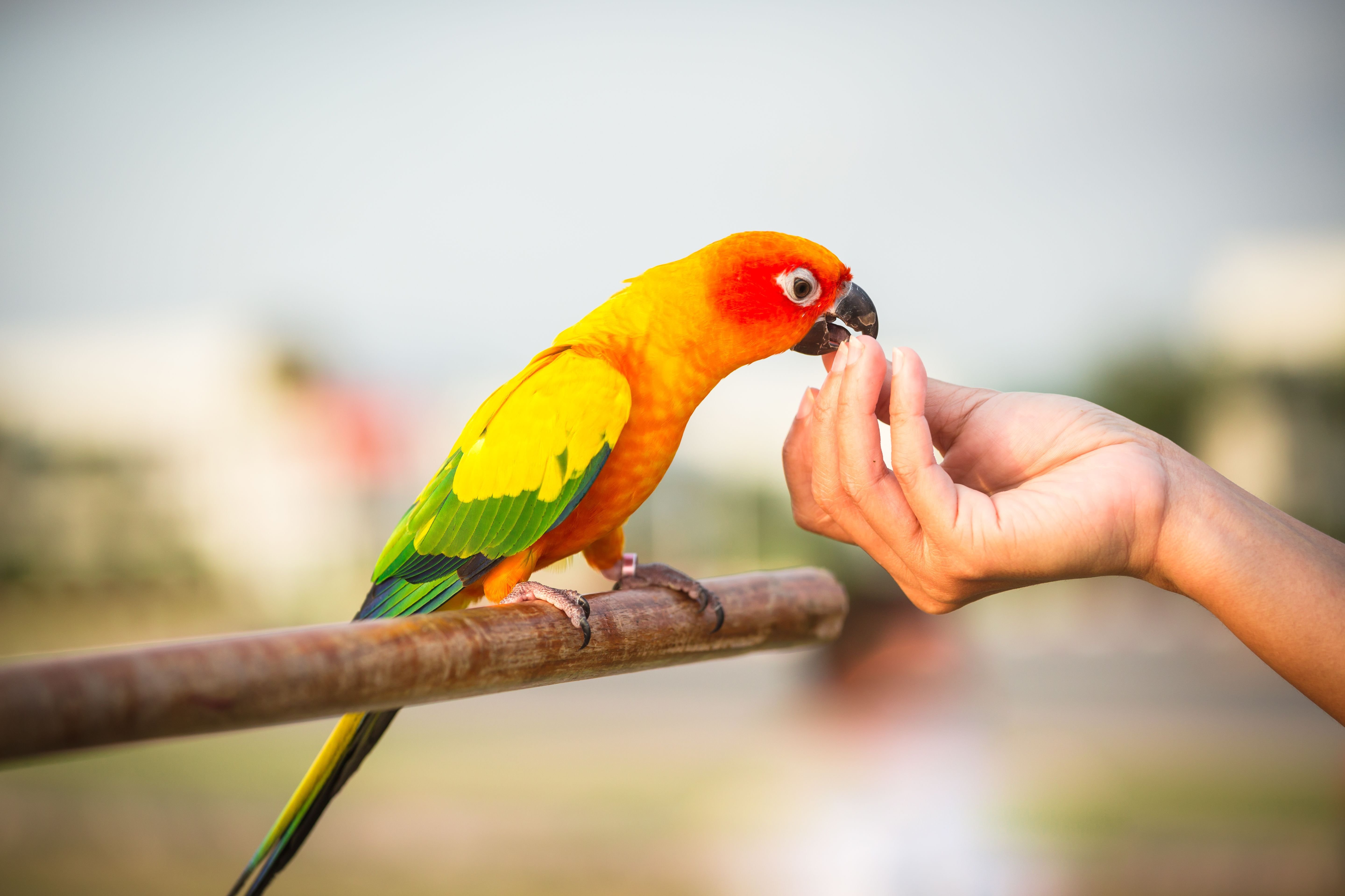 I ve parrot. Домашние животные попугай. Попугай домашний. Экзотические попугаи. Красивые домашние попугаи.