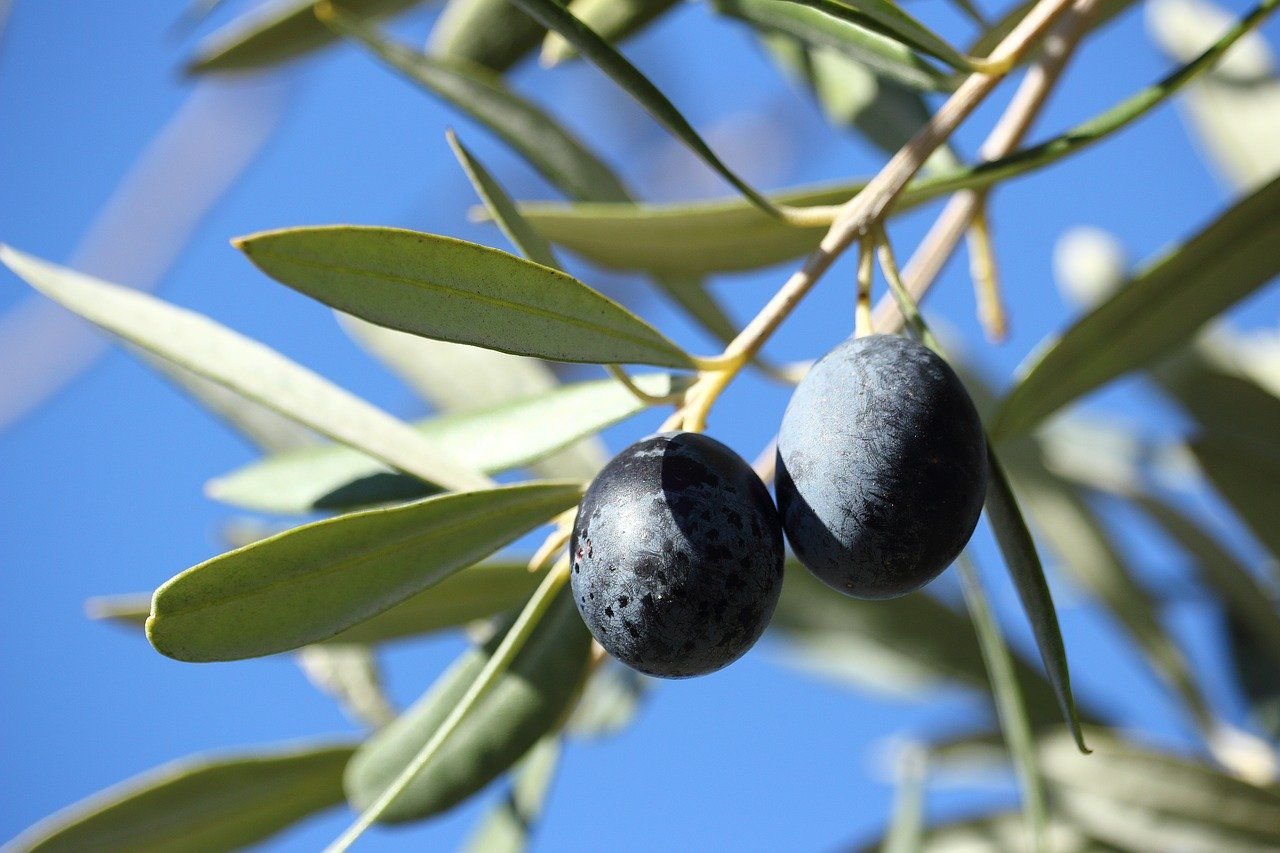 Олива европейская. Маслина европейская – Olea europaea l.. Лавролистная маслина. Капская маслина.