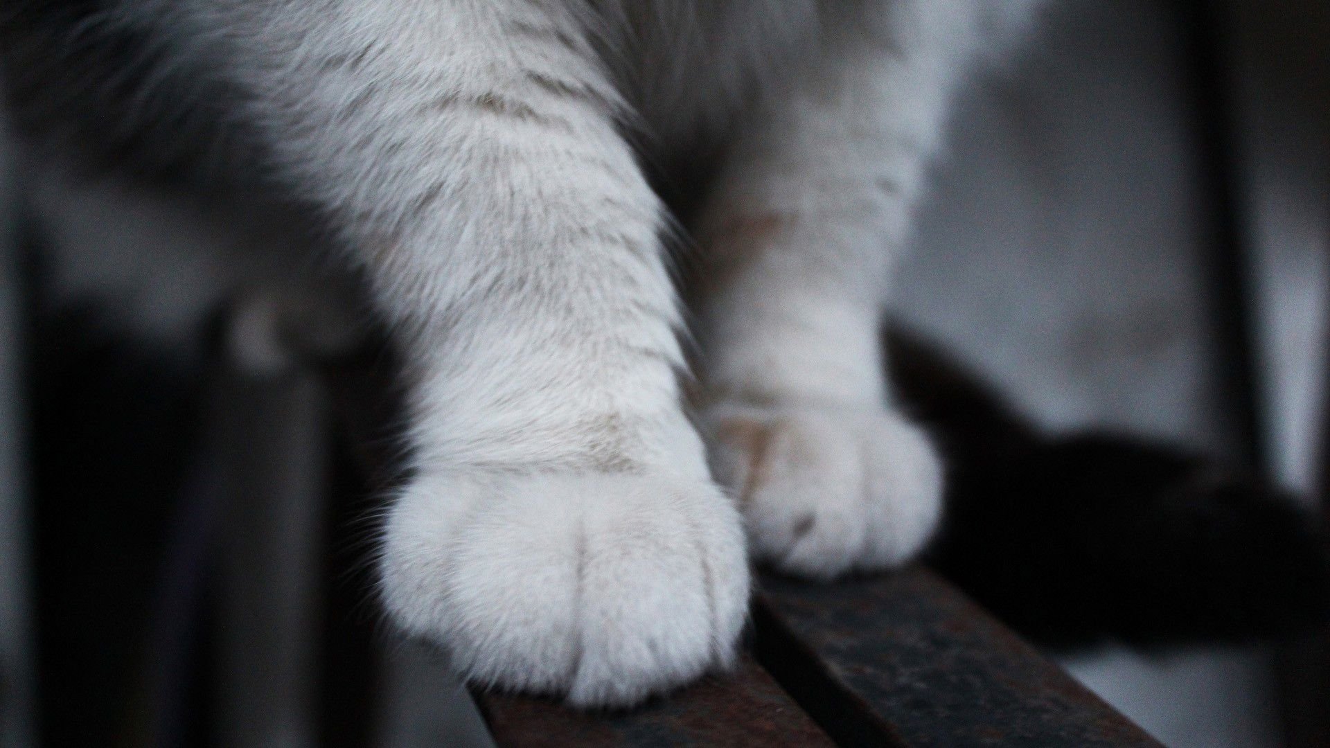 Ножки котика