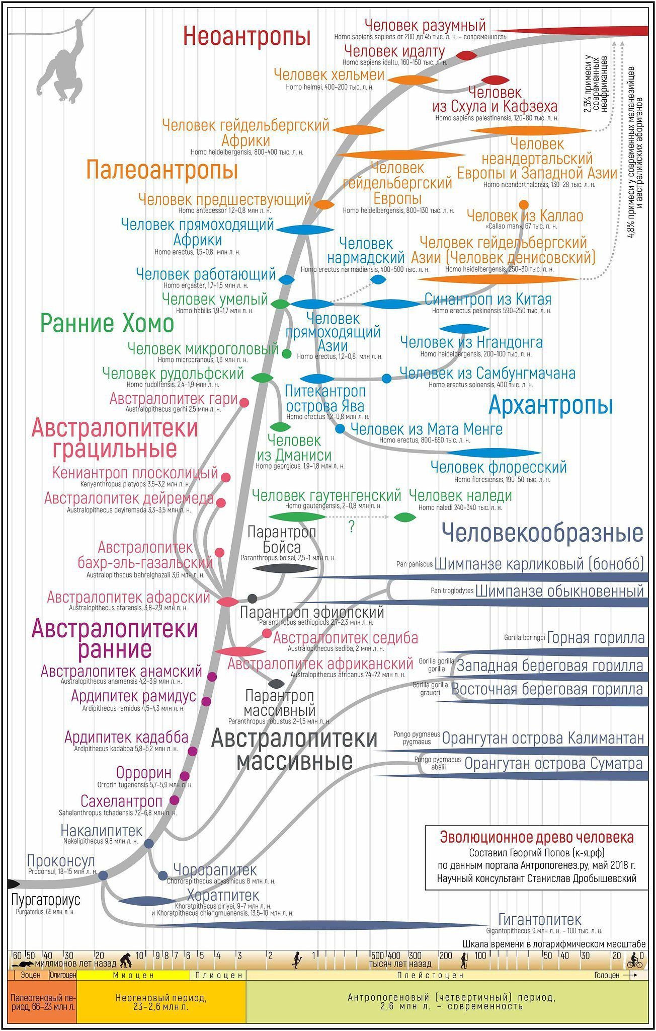 Карта эволюции человека