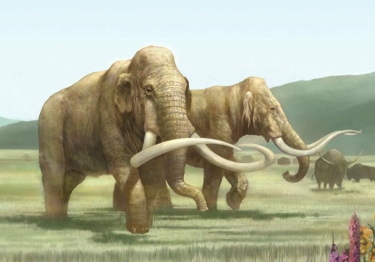 Mammuthus (мамонты)