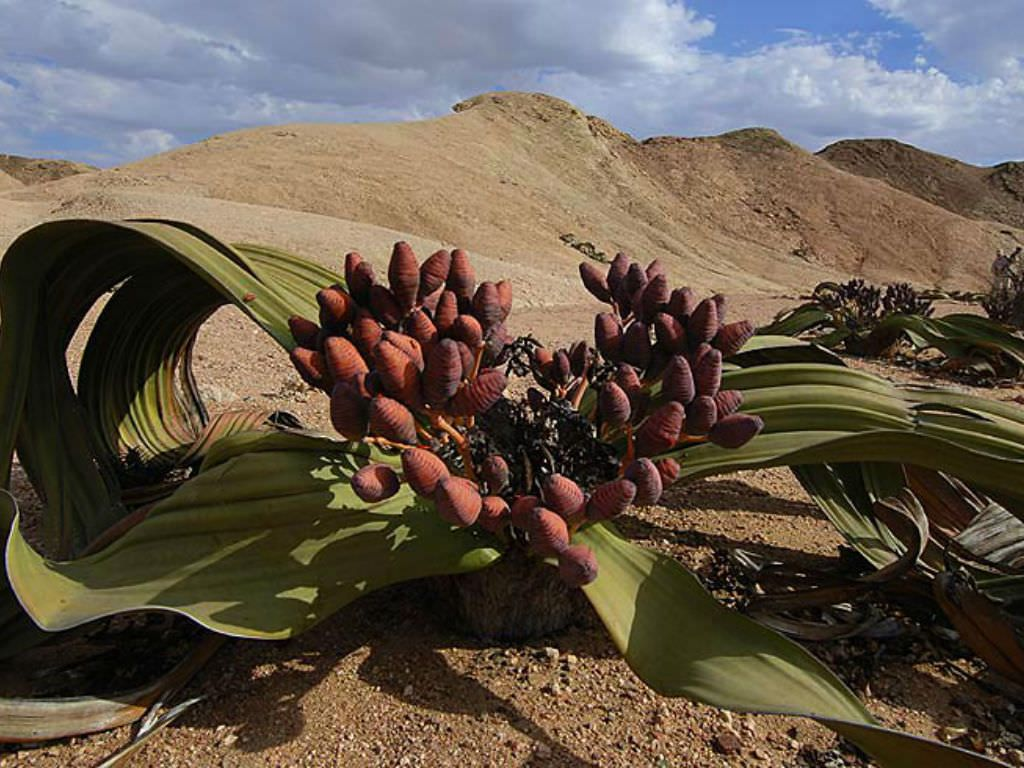 Растение произрастающее в оазисах юго западной азии. Растение пустыни вельвичия удивительная. Намиб вельвичия. Вельвичия удивительная (Welwitschia Mirabilis). Веревичья удивительная.