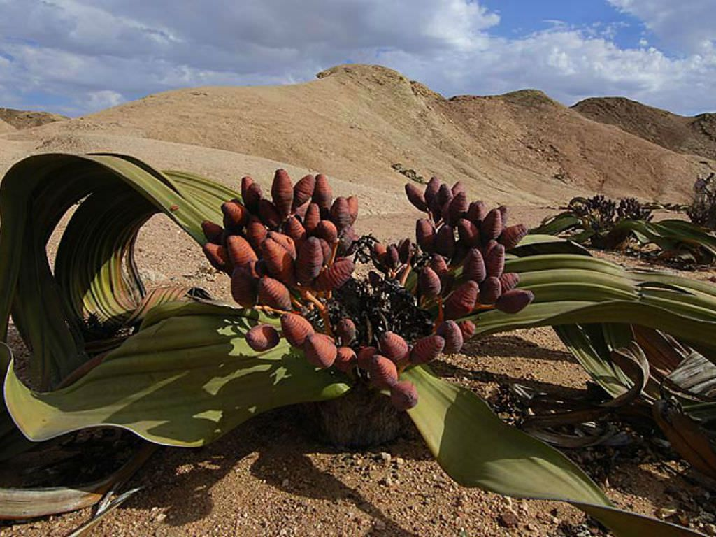 Какой страны растение. Вельвичия мирабилис Welwitschia Mirabilis. Растение пустыни вельвичия удивительная. Вельвичия удивительная (Welwitschia Mirabilis). Веревичья удивительная.