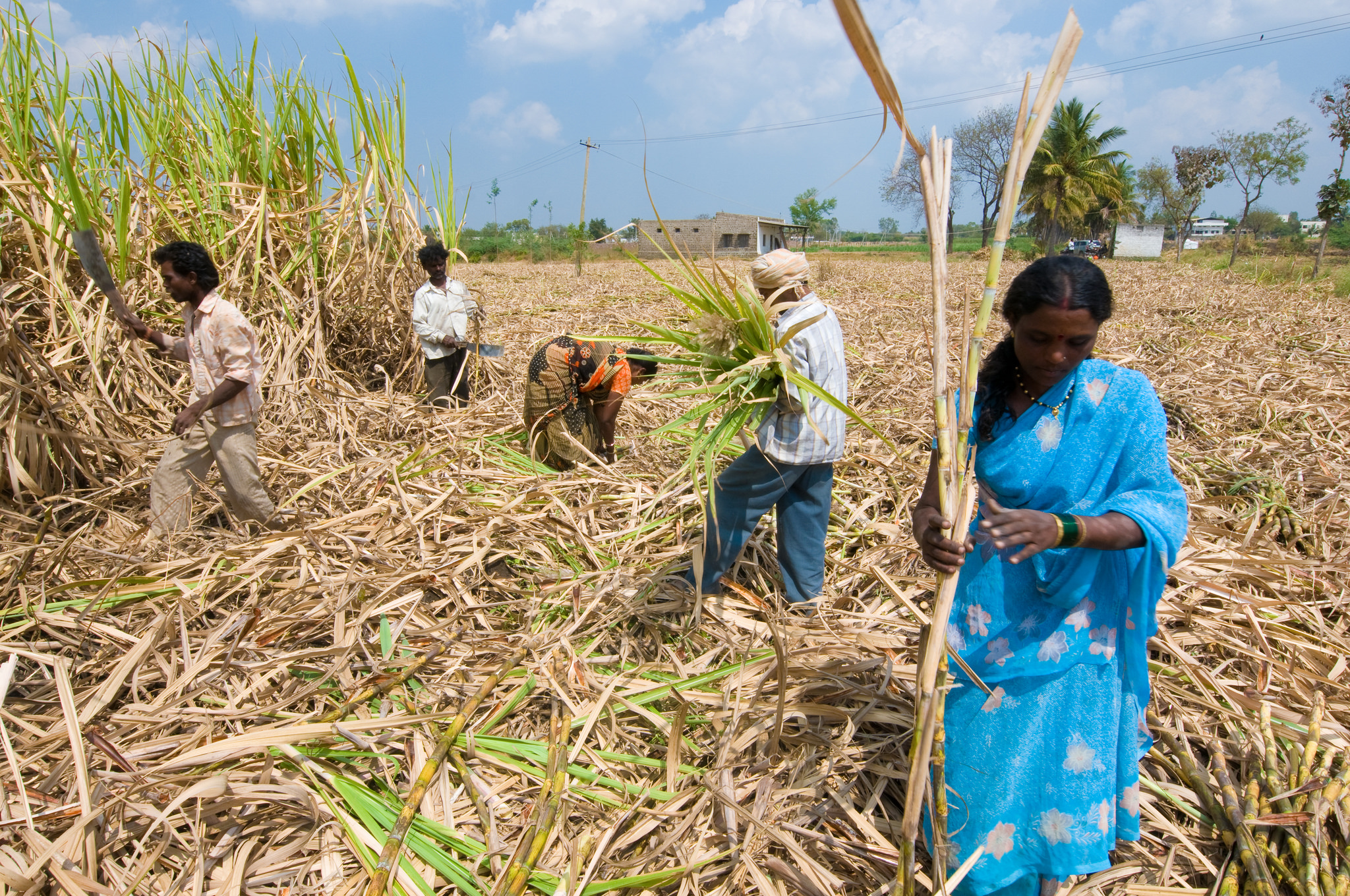 Сахарный тростник в Индии. Плантация сахарного тростника в Индии. Сахарный тростник в древней Индии. Сельскохозяйство Египта сахарный тростник. Бразилия сахарный тростник