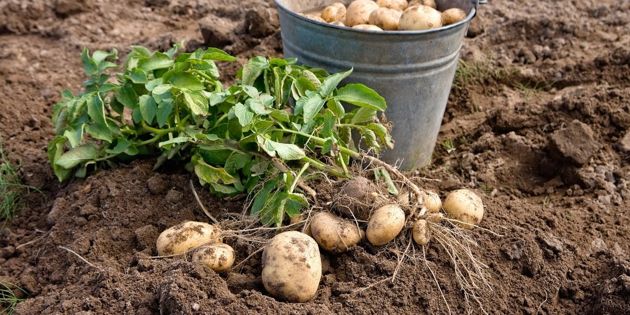 Что посадить на грядках после сбора картофеля, чтобы существенно увеличить урожай следующего года