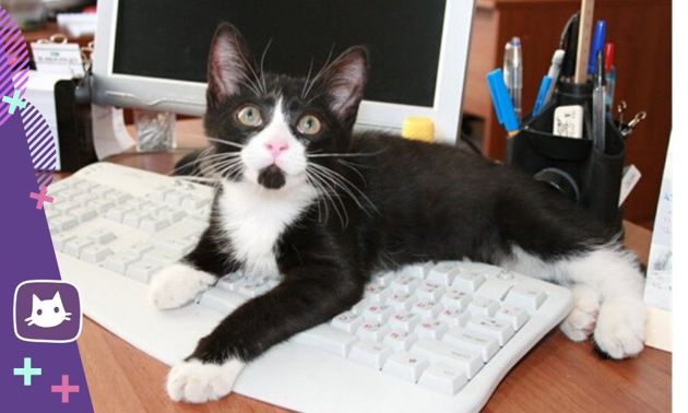 Почему коты любят лежать на клавиатуре