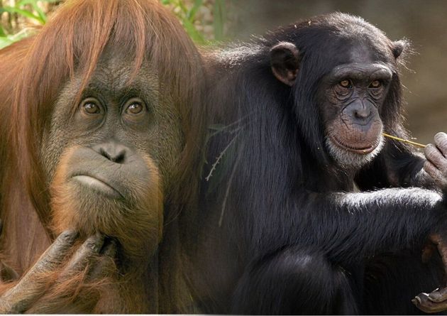 Кто умнее — орангутаны или шимпанзе?