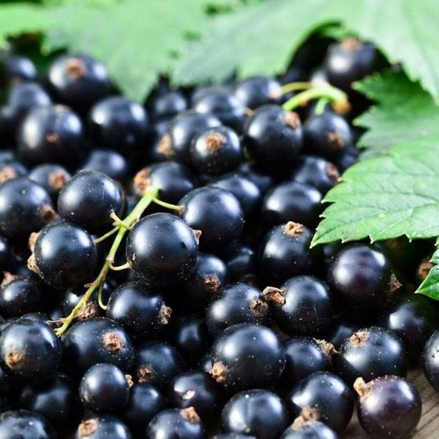 5 секретов обильного плодородия черной смородины. Урожай радует год от года
