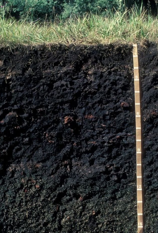Почвы средней полосы. Почвенный профиль чернозема. Срез почвы чернозем. Почвенный разрез чернозема. Чернозем профиль почвы.