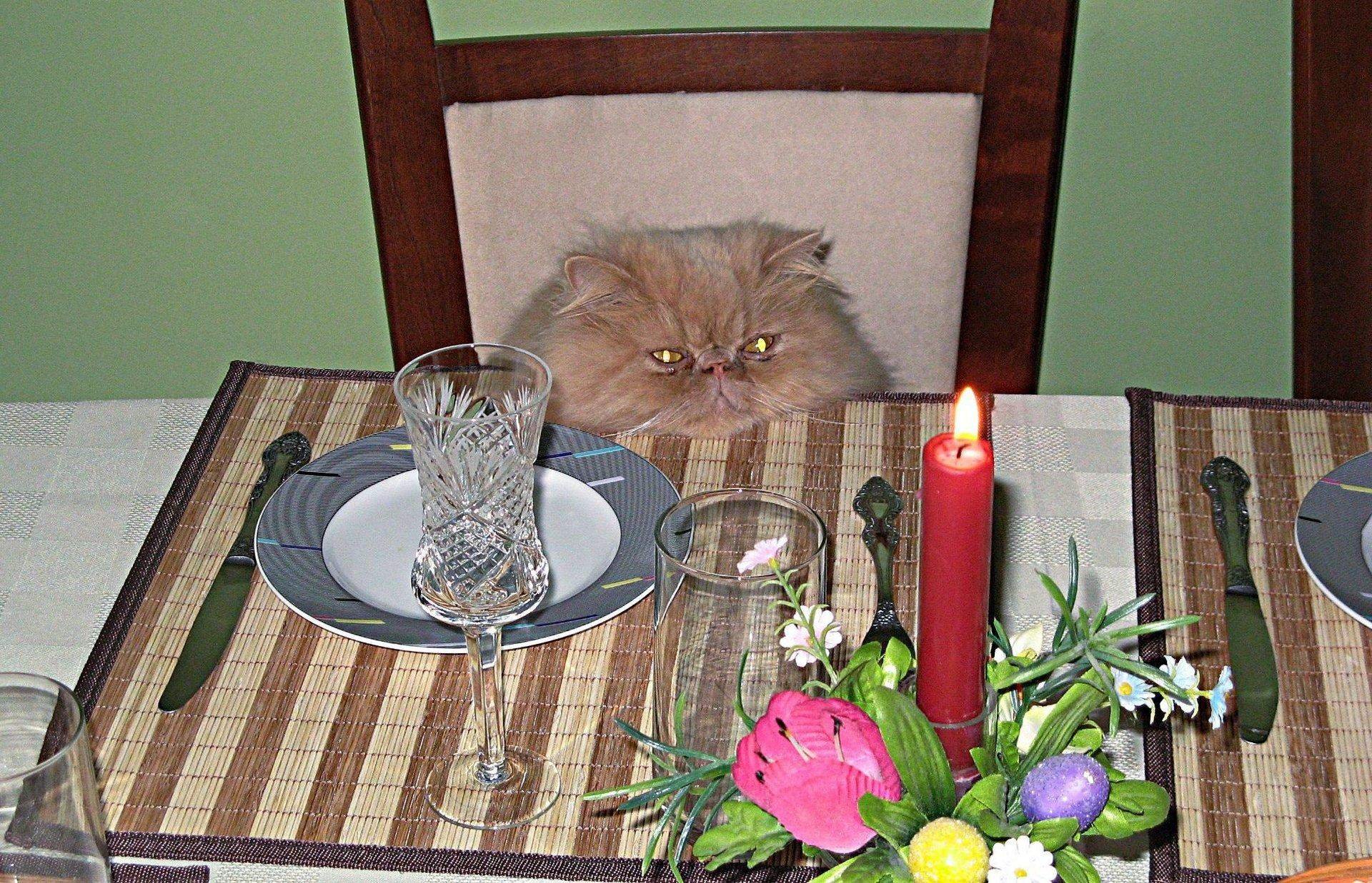 Коты за столом день рождения