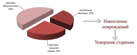 Факторы ускоряющие процесс старения у человека проект