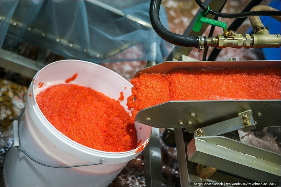 как солят икру на камчатке. икра красная кета камчатка. ведро красной икры. ведро красной икры. камчатская икра кета.