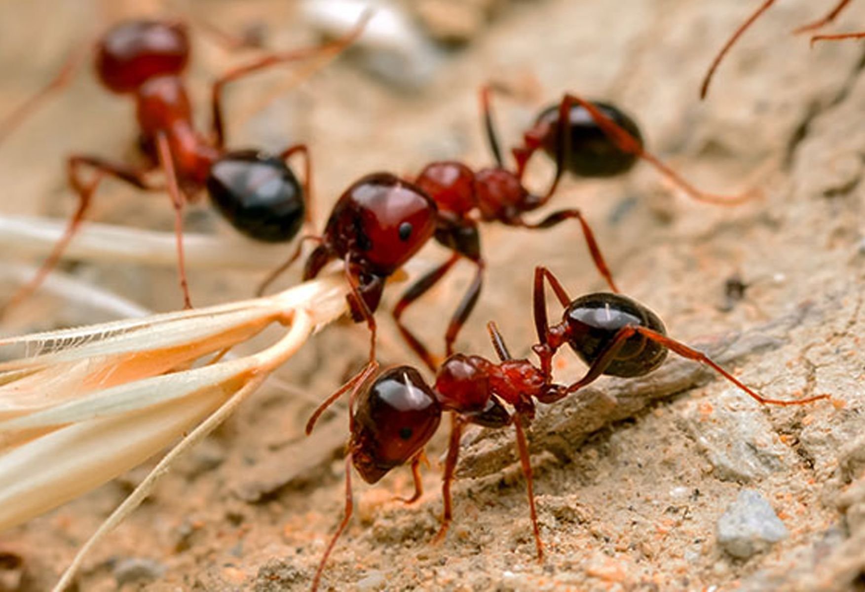 How important are the Legs for the orientation of Ants?