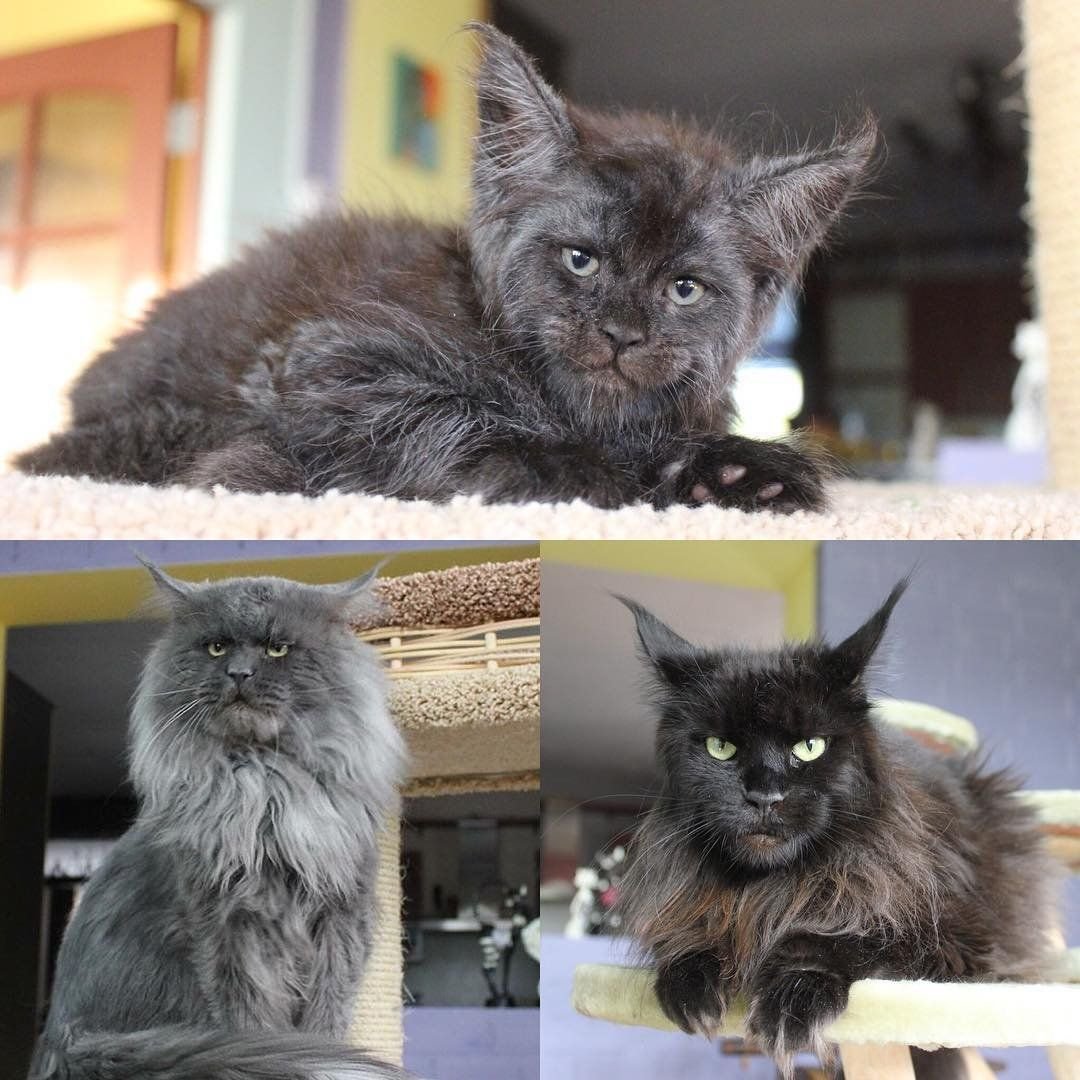 порода мейн кун валькирия. мейн кун валькирия с человеческим лицом. кот с человеческим. порода мейн кун валькирия. порода мейн кун с человеческим лицом.