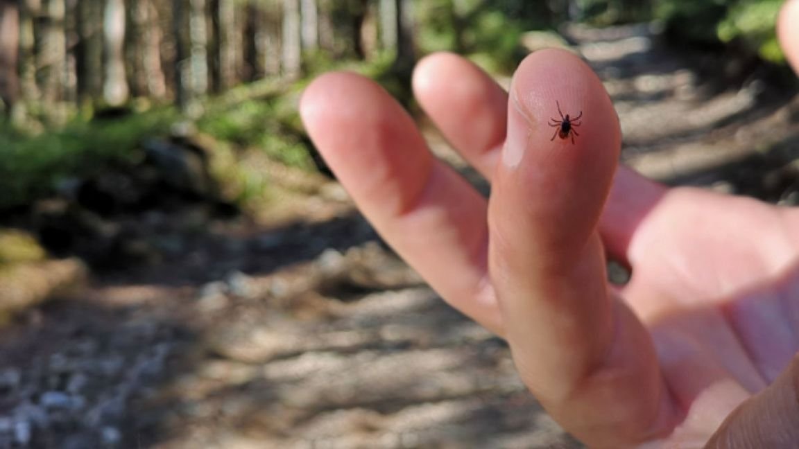 Укусил клещ. Что делать?