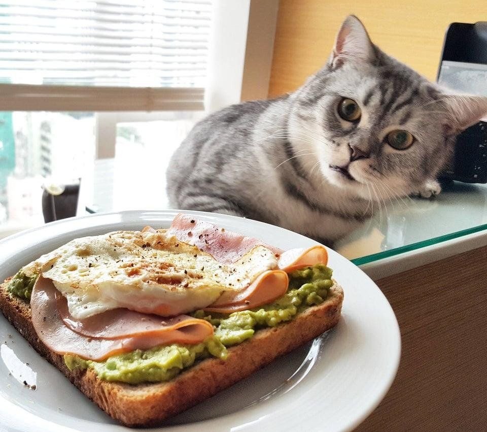 Коты с бутербродом