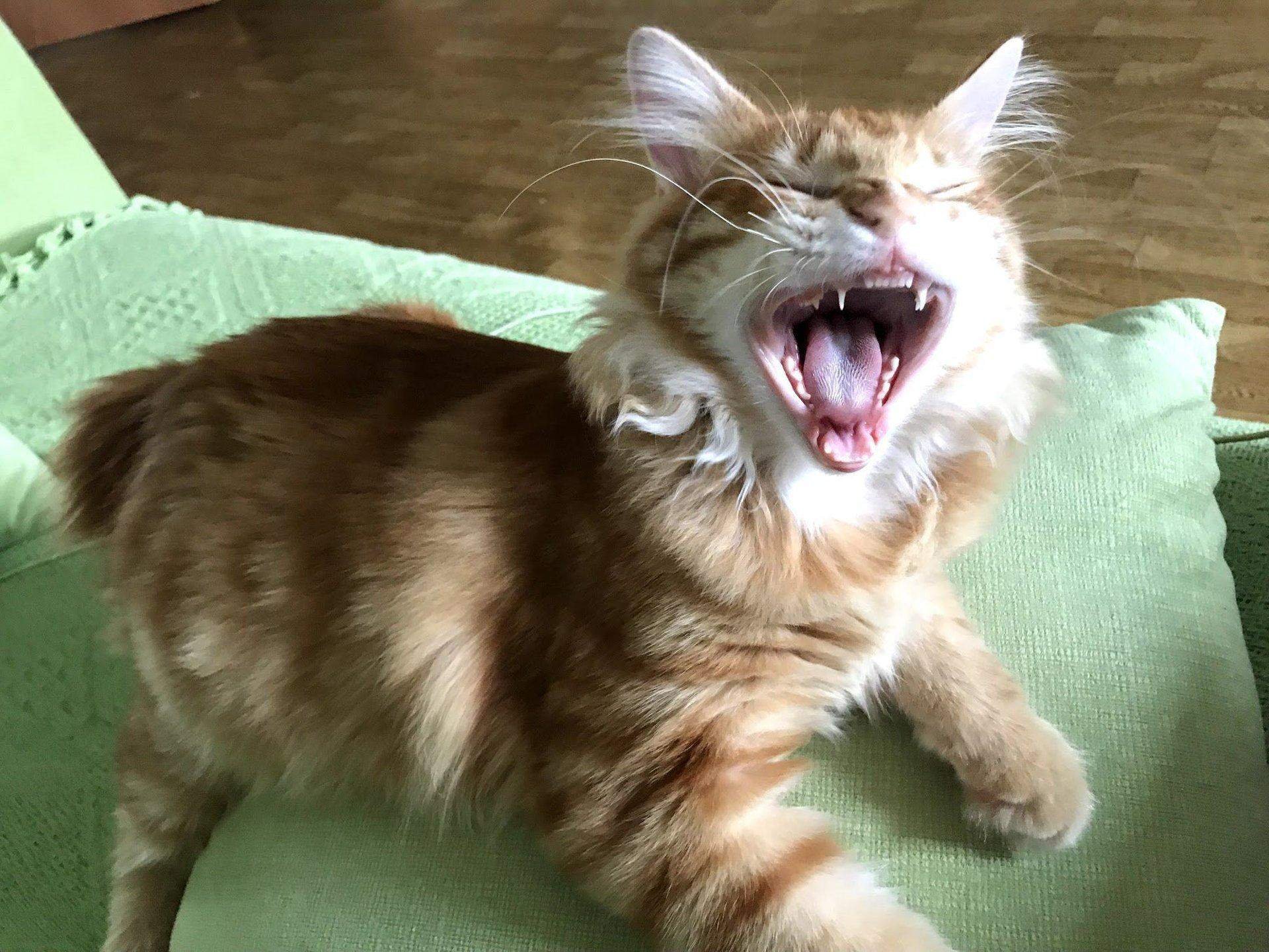 Что делать, если котёнок кусает вас LeoCat Пульс Mail.ru