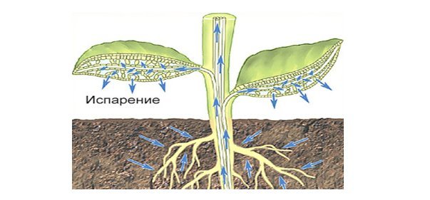 Какое дерево посадить возле выгребной ямы для осушения