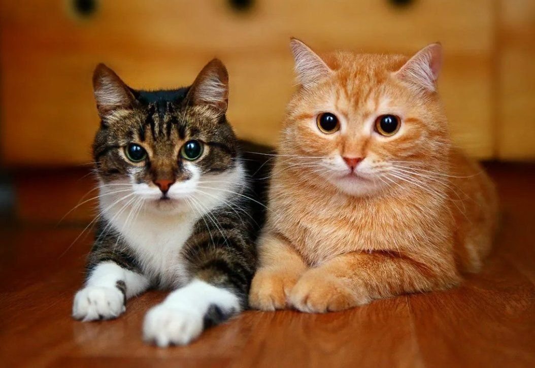 Как подружить разных кошек. Как подружить разных кошек. Сношение кошек. Два кота. Две кошечки.