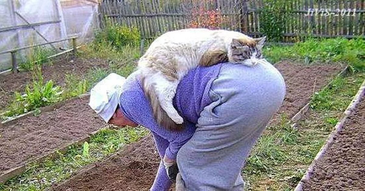 Грядки зовут прикольные картинки