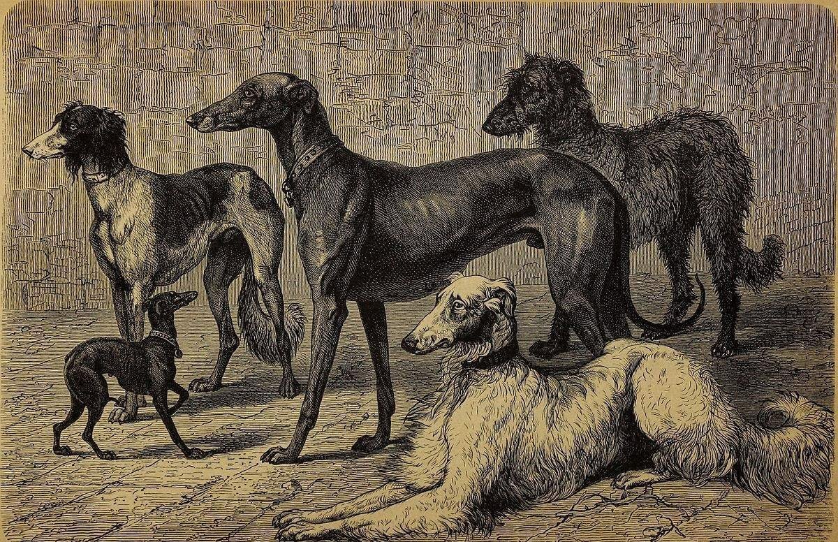 Собаки в древнем риме