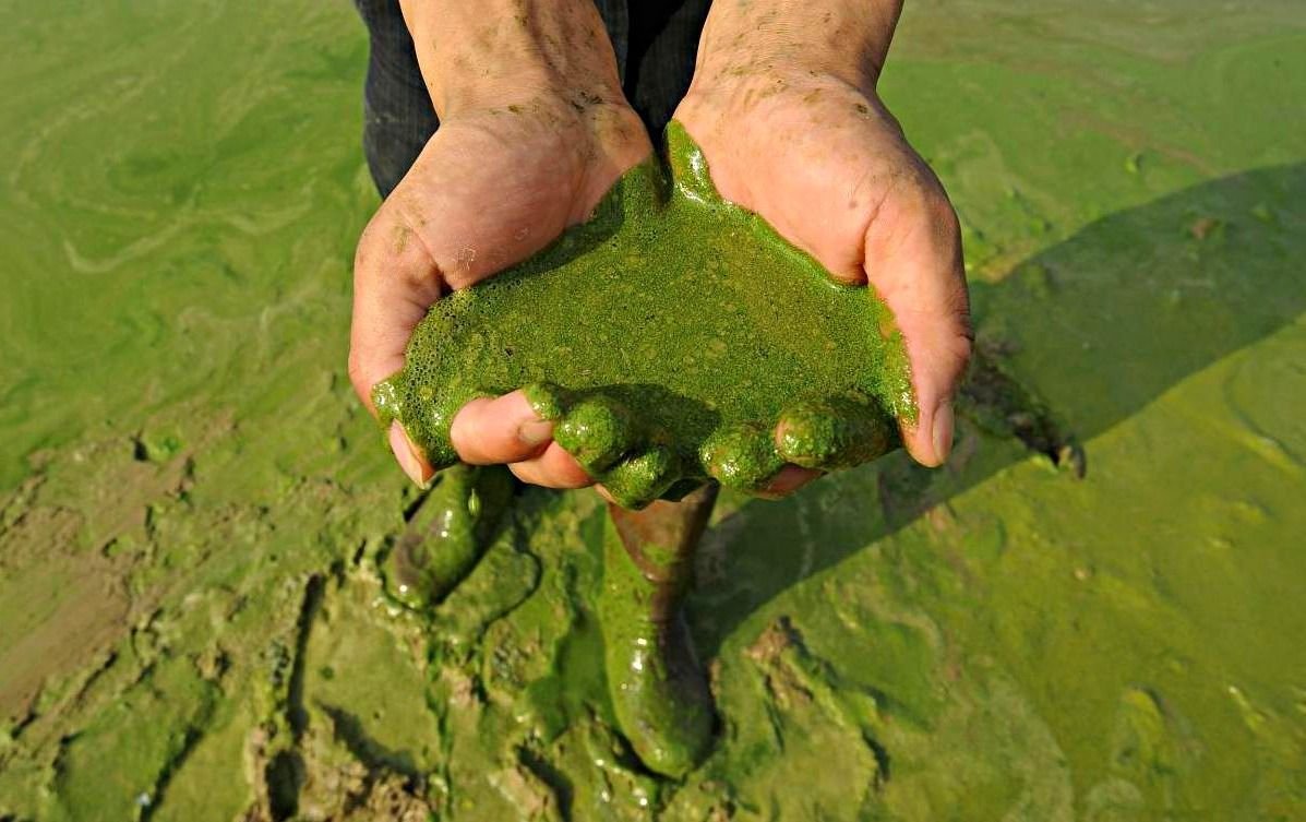 Бактериальное загрязнение воды