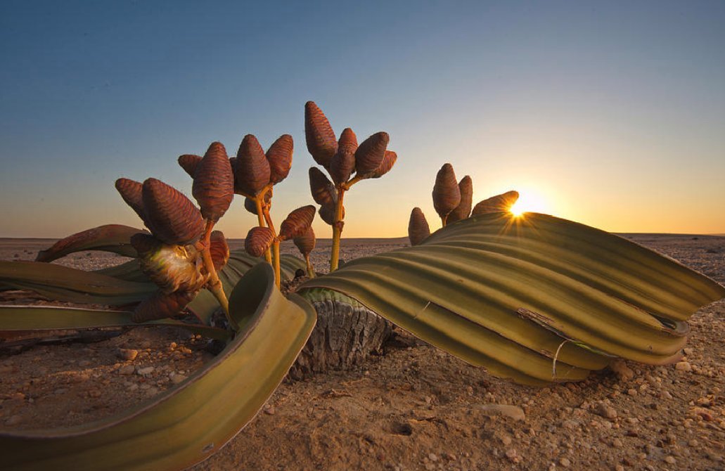 Вельвичия. Вельвичия удивительная (Welwitschia Mirabilis). Пустыня Намиб вельвичия. Растение пустыни вельвичия удивительная. Вельвичия- растение пустыни Намиб.