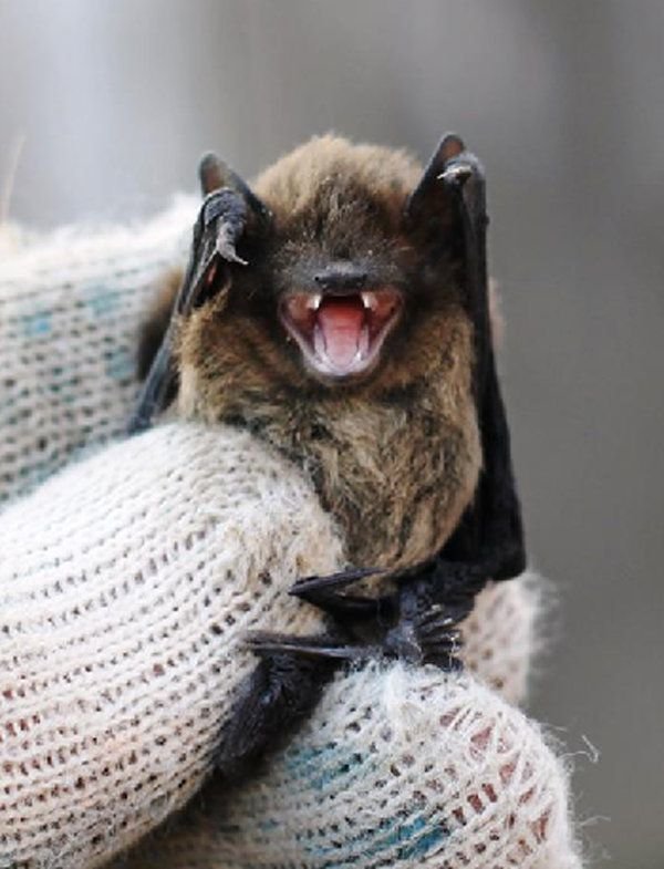 Как поймать летучую мышь в доме. Гнездовье для летучих мышей. Гнездо летучей мыши. Летучие мыши под подоконником. Мыши в квартире.